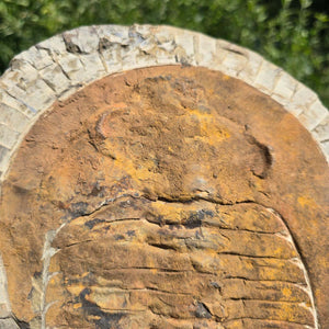 Echter Trilobit Fossil auf Matrix – Naturfund aus Marokko - handpräpariert - 27x22cm - Nr. 30