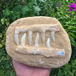 Mosasaurier Kiefer mit originalen Zähnen (Präpariert) – Fossil aus Marokko - 18x14cm - Nr. 30
