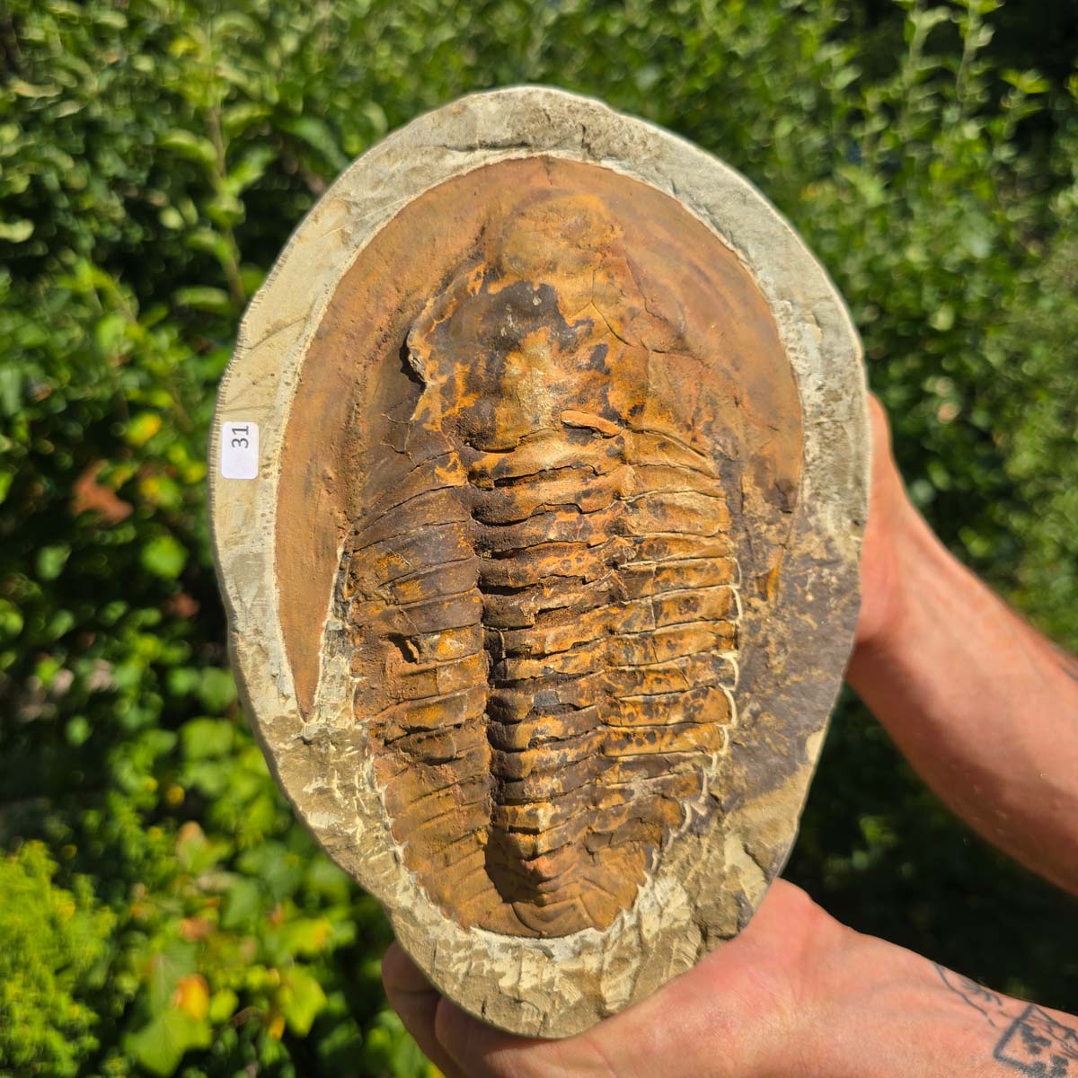 Echter Trilobit Fossil auf Matrix – Naturfund aus Marokko - handpräpariert - 24x17cm - Nr. 31