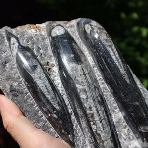 Orthoceras Fossil – 20x12cm geschliffene Platte aus Marokko - Nr. 31