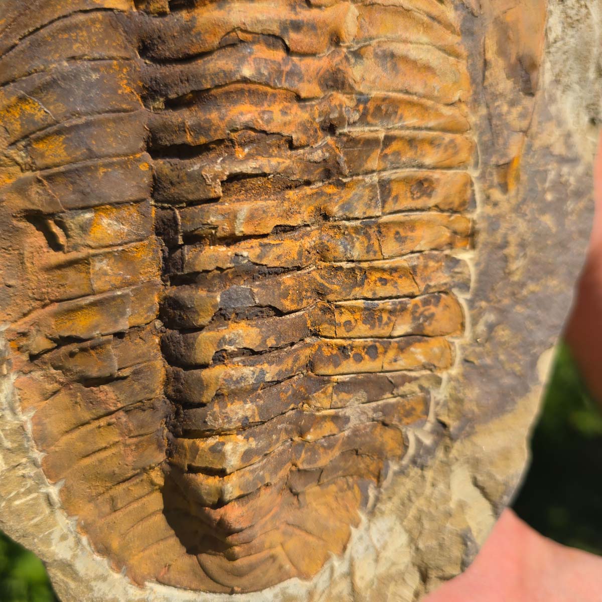 Echter Trilobit Fossil auf Matrix – Naturfund aus Marokko - handpräpariert - 24x17cm - Nr. 31