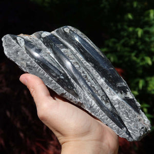 Orthoceras Fossil – 20x12cm geschliffene Platte aus Marokko - Nr. 31