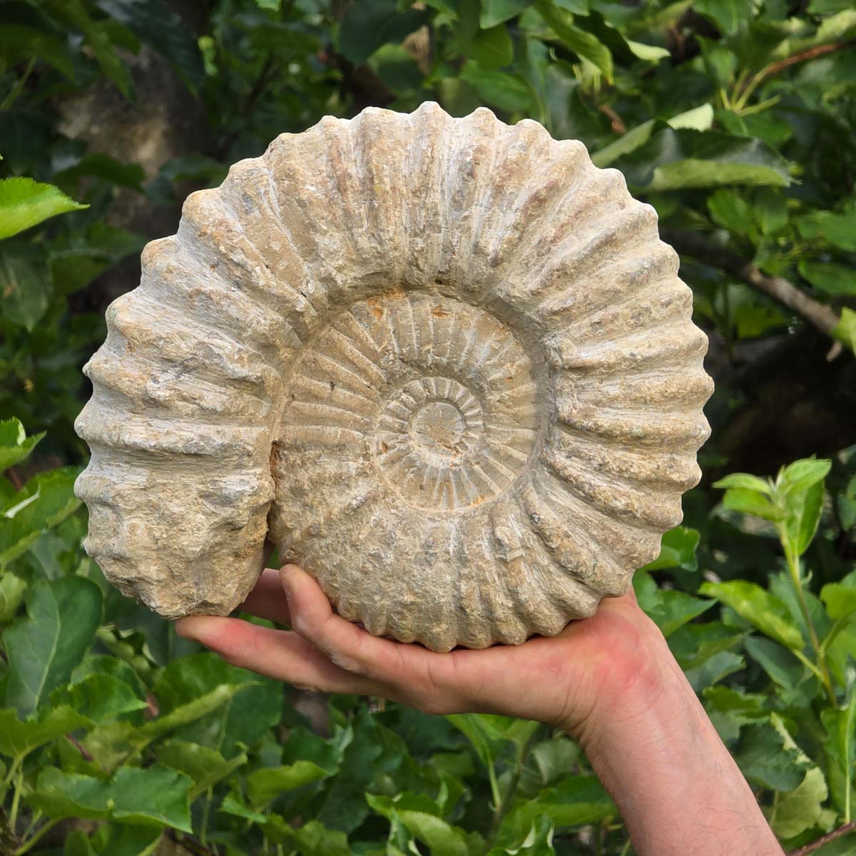 Ammonit - Echtes versteinertes Fossil - 100 Millionen Jahre alt - 23x21x7 cm - NR. 31