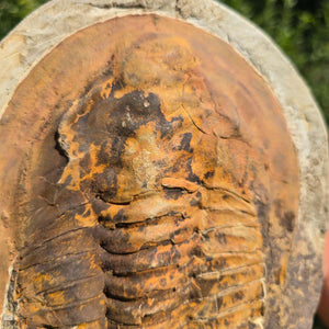 Echter Trilobit Fossil auf Matrix – Naturfund aus Marokko - handpräpariert - 24x17cm - Nr. 31