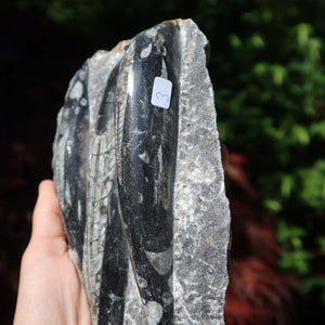 Orthoceras Fossil – 20x12cm geschliffene Platte aus Marokko - Nr. 31