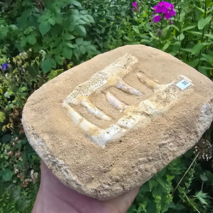 Mosasaurier Kiefer mit originalen Zähnen (Präpariert) – Fossil aus Marokko - 18x13cm - Nr. 31