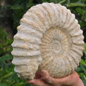 Ammonit - Echtes versteinertes Fossil - 100 Millionen Jahre alt - 23x21x7 cm - NR. 31