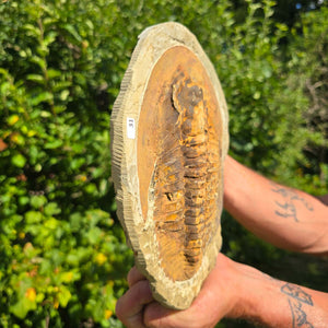 Echter Trilobit Fossil auf Matrix – Naturfund aus Marokko - handpräpariert - 24x17cm - Nr. 31