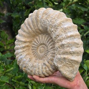 Ammonit - Echtes versteinertes Fossil - 100 Millionen Jahre alt - 27x23x8 cm - NR. 32