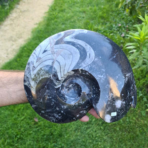 Ammonit - Echtes versteinertes Fossil - 100 Millionen Jahre alt - 27x22 cm - NR. 113