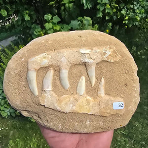 Mosasaurier Kiefer mit originalen Zähnen (Präpariert) – Fossil aus Marokko - 17x14cm - Nr. 32