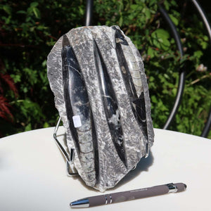 Orthoceras Fossil – 20x12cm geschliffene Platte aus Marokko - Nr. 32