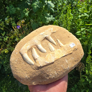 Mosasaurier Kiefer mit originalen Zähnen (Präpariert) – Fossil aus Marokko - 17x14cm - Nr. 32