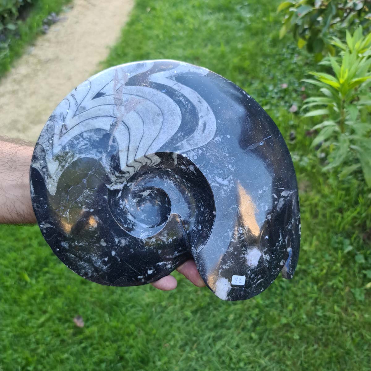 Ammonit - Echtes versteinertes Fossil - 100 Millionen Jahre alt - 27x22 cm - NR. 113