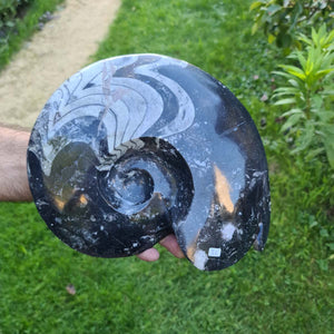 Ammonit - Echtes versteinertes Fossil - 100 Millionen Jahre alt - 27x22 cm - NR. 113