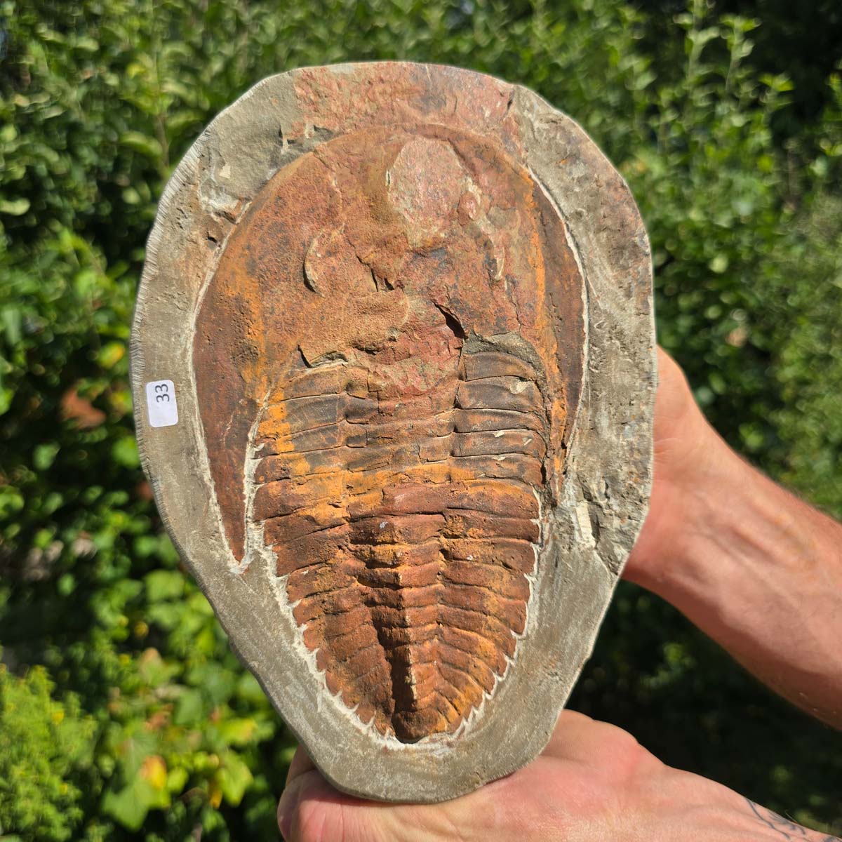 Echter Trilobit Fossil auf Matrix – Naturfund aus Marokko - handpräpariert - 23x17cm - Nr. 33