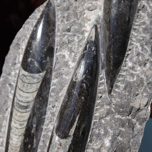 Orthoceras Fossil – 25x12cm geschliffene Platte aus Marokko - Nr. 33