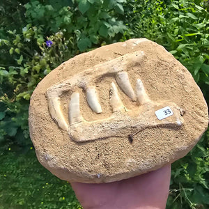 Mosasaurier Kiefer mit originalen Zähnen (Präpariert) – Fossil aus Marokko - 17x13cm - Nr. 33