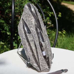 Orthoceras Fossil – 25x12cm geschliffene Platte aus Marokko - Nr. 33
