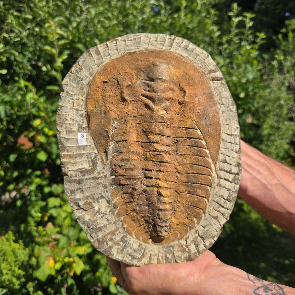 Echter Trilobit Fossil auf Matrix – Naturfund aus Marokko - handpräpariert - 25x19cm - Nr. 34