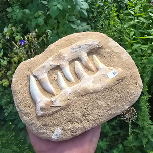 Mosasaurier Kiefer mit originalen Zähnen (Präpariert) – Fossil aus Marokko - 17x14cm - Nr. 34