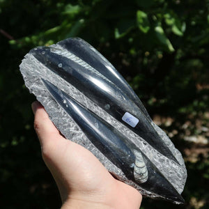 Orthoceras Fossil – 19x10cm geschliffene Platte aus Marokko - Nr. 34