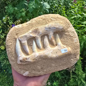 Mosasaurier Kiefer mit originalen Zähnen (Präpariert) – Fossil aus Marokko - 17x14cm - Nr. 34