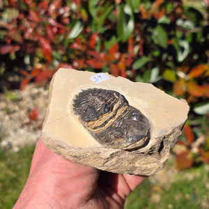 Echter Trilobit auf Muttergestein - Fossil aus Marokko – ca. 350 Mio. J., handpräpariert 10x8x5cm Nr. 34.