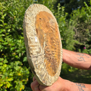Echter Trilobit Fossil auf Matrix – Naturfund aus Marokko - handpräpariert - 25x19cm - Nr. 34