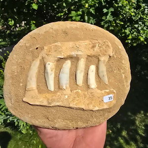 Mosasaurier Kiefer mit originalen Zähnen (Präpariert) – Fossil aus Marokko - 18x15cm - Nr. 35