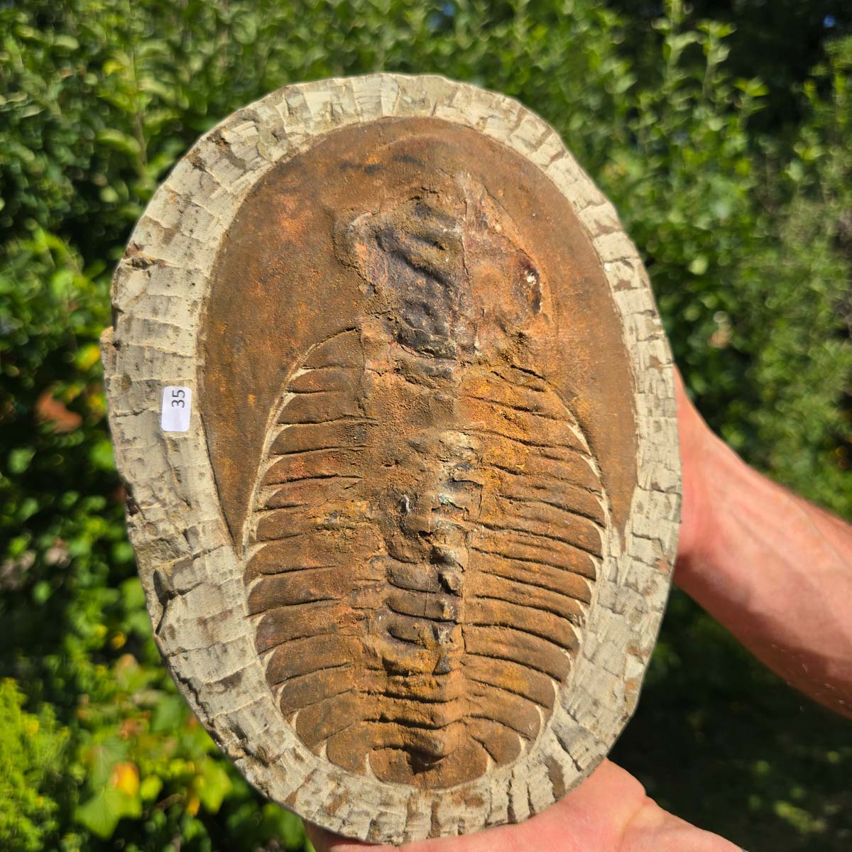 Echter Trilobit Fossil auf Matrix – Naturfund aus Marokko - handpräpariert - 24x19cm - Nr. 35