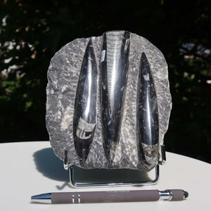 Orthoceras Fossil – 15x13cm geschliffene Platte aus Marokko - Nr. 35