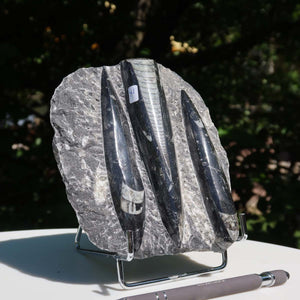 Orthoceras Fossil – 15x13cm geschliffene Platte aus Marokko - Nr. 35