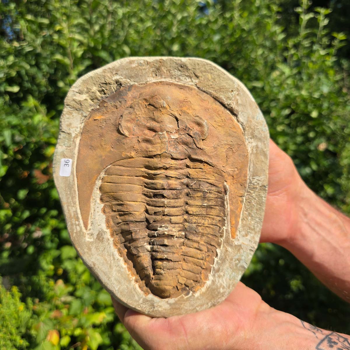 Echter Trilobit Fossil auf Matrix – Naturfund aus Marokko - handpräpariert - 20x17cm - Nr. 36