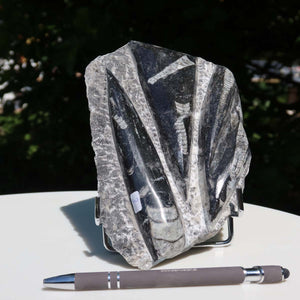 Orthoceras Fossil – 18x12cm geschliffene Platte aus Marokko - Nr. 36