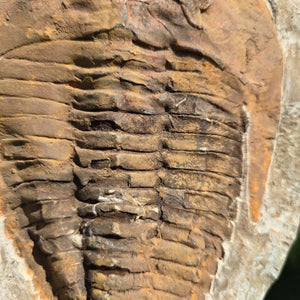 Echter Trilobit Fossil auf Matrix – Naturfund aus Marokko - handpräpariert - 20x17cm - Nr. 36