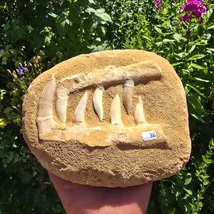 Mosasaurier Kiefer mit originalen Zähnen (Präpariert) – Fossil aus Marokko - 18x15cm - Nr. 36