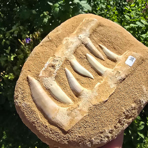 Mosasaurier Kiefer mit originalen Zähnen (Präpariert) – Fossil aus Marokko - 18x15cm - Nr. 36