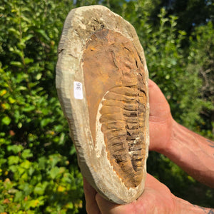 Echter Trilobit Fossil auf Matrix – Naturfund aus Marokko - handpräpariert - 20x17cm - Nr. 36