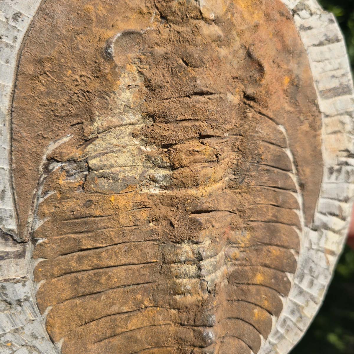 Echter Trilobit Fossil auf Matrix – Naturfund aus Marokko - handpräpariert - 23x20cm - Nr. 37