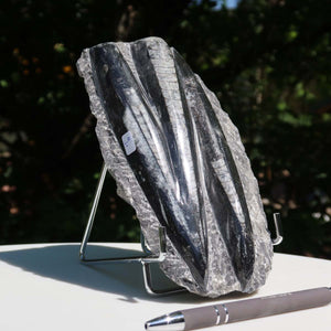 Orthoceras Fossil – 19x13cm geschliffene Platte aus Marokko - Nr. 37
