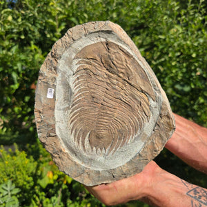 Echter Trilobit Fossil auf Matrix – Naturfund aus Marokko - handpräpariert - 23x19cm - Nr. 38