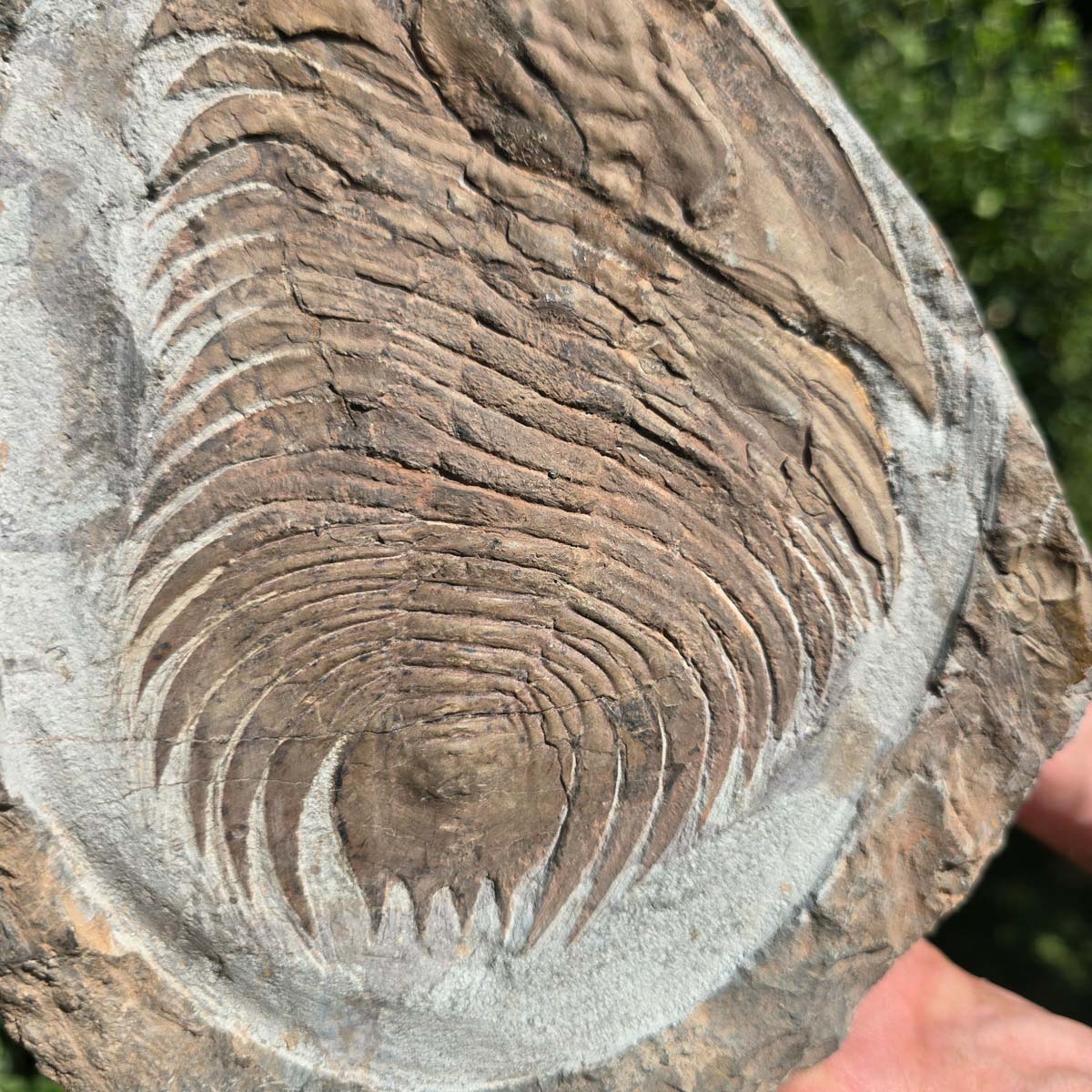 Echter Trilobit Fossil auf Matrix – Naturfund aus Marokko - handpräpariert - 23x19cm - Nr. 38