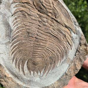 Echter Trilobit Fossil auf Matrix – Naturfund aus Marokko - handpräpariert - 23x19cm - Nr. 38