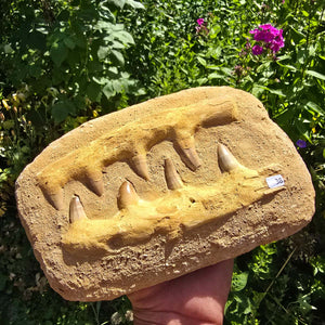 Mosasaurier Kiefer mit originalen Zähnen (Präpariert) – Fossil aus Marokko - 17x14cm - Nr. 83