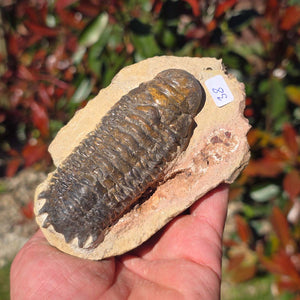 Echter Trilobit auf Muttergestein - Fossil aus Marokko – ca. 350 Mio. J., handpräpariert 11x7x5cm Nr. 38