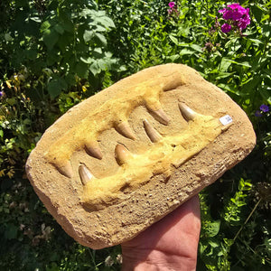 Mosasaurus Kiefer Prognathodon mit originalen Zähnen (Präpariert) – Fossil aus Marokko - 22x15cm - Nr. 38