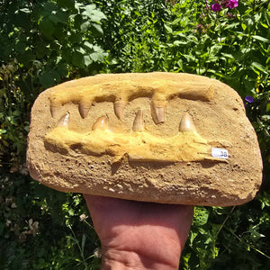 Mosasaurier Kiefer mit originalen Zähnen (Präpariert) – Fossil aus Marokko - 17x14cm - Nr. 83