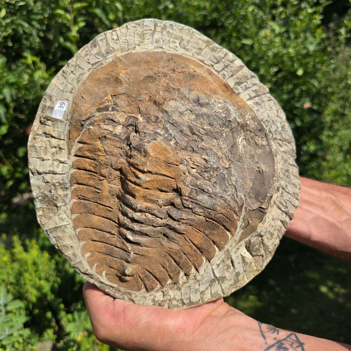 Echter Trilobit Fossil auf Matrix – Naturfund aus Marokko - handpräpariert - 23x22cm - Nr. 39