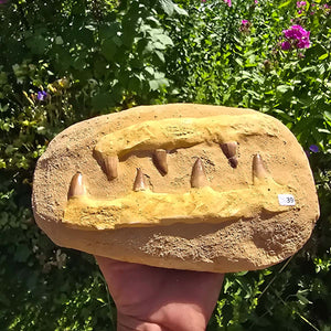 Mosasaurus Kiefer Prognathodon mit originalen Zähnen (Präpariert) – Fossil aus Marokko - 22x14cm - Nr. 39
